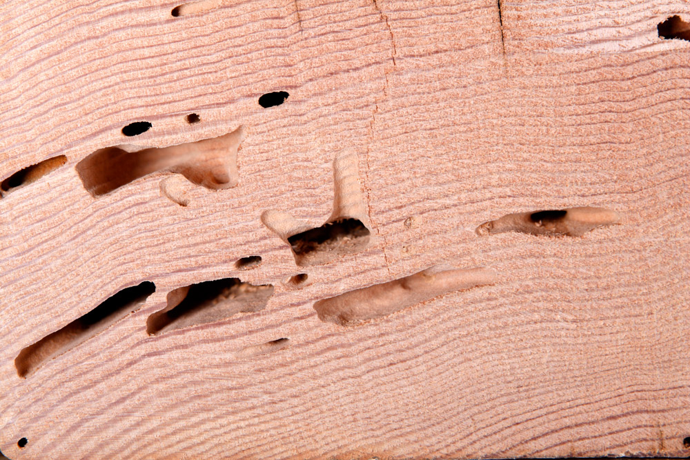 Log Insect Infestation Proactive Anti-Insect Infestation Renovation
